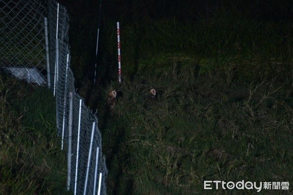 ▲3月4日野放的4隻草鴞幼鳥當初在野生動物急救站照養訓練的可愛模樣。（圖／記者林東良翻攝，下同）