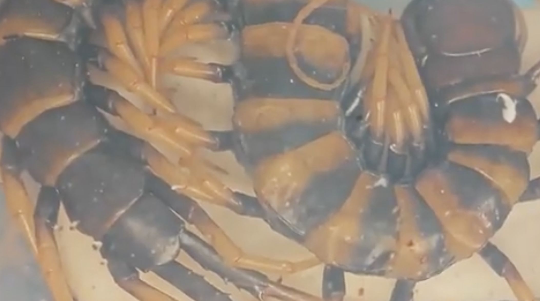 ▲上海海關查獲一起活體蜈蚣走私案。（圖／翻攝海關發布官微）