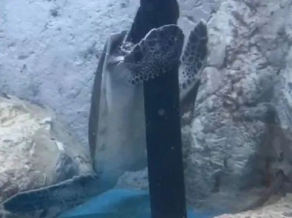 ▲海龜「跳鋼管舞」抱柱搖擺　保育員「神回覆」遊客讚爆。（圖／翻攝自X／@umigame_kouen）