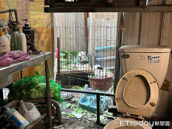 鳳山宮廟不當飼養兔子。（圖／愛兔協會提供）