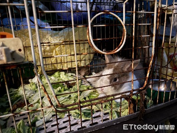 鳳山宮廟不當飼養兔子。（圖／愛兔協會提供）
