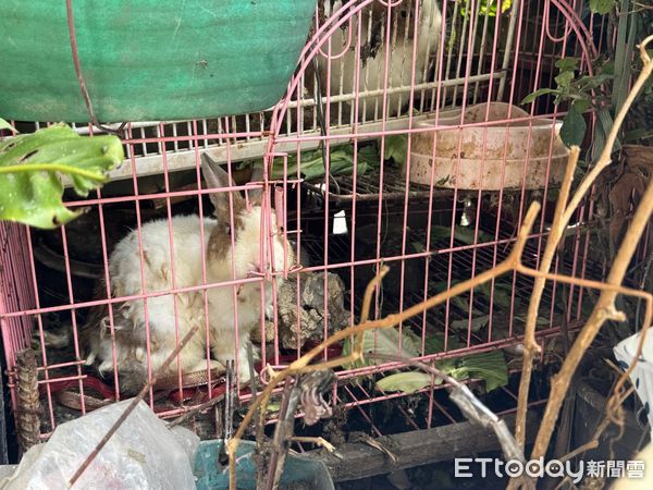 鳳山宮廟不當飼養兔子。（圖／愛兔協會提供）