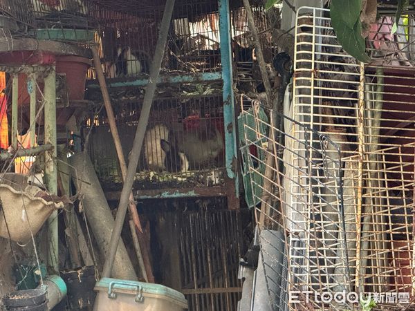 鳳山宮廟不當飼養兔子。（圖／愛兔協會提供）