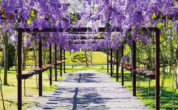 ▲永靖成美文化園進入紫藤花季。（圖／成美文化園提供）