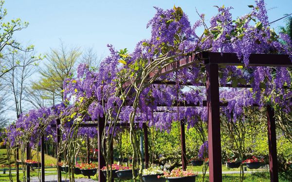 ▲永靖成美文化園進入紫藤花季。（圖／成美文化園提供）