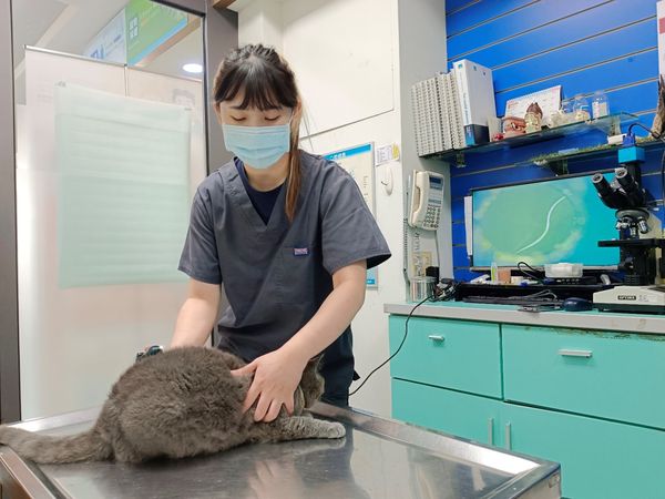 再生醫療。（圖／慈愛動物醫院提供）