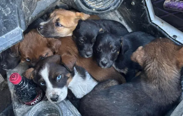 路上開車遇可愛埋伏　夫妻突然被3萌犬攔車「又驚喜冒出4奶犬」。（圖／翻攝自Facebook／Natalea Bowling）