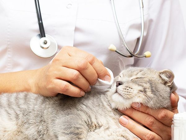 再生醫療。（圖／慈愛動物醫院提供）