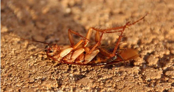 。（示意圖／翻攝pixabay）