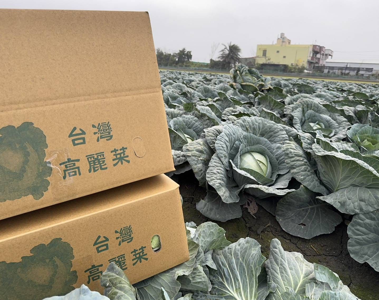 ▲▼北農,臺北農產運銷,高麗菜,日本。（圖／臺北農產運銷提供）