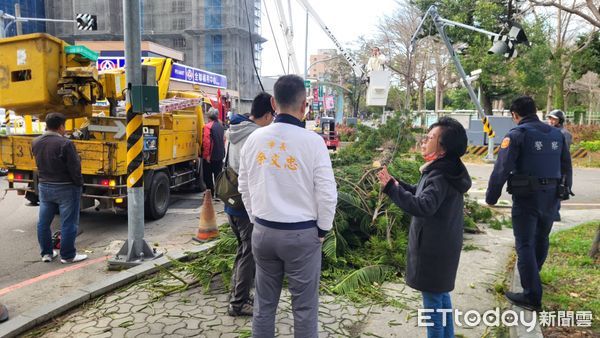 ▲苗栗地方法院南側一顆南洋杉疑不禁強颱吹打倒下，差點砸中行人，市公所緊急清除。（圖／苗栗市公所提供）