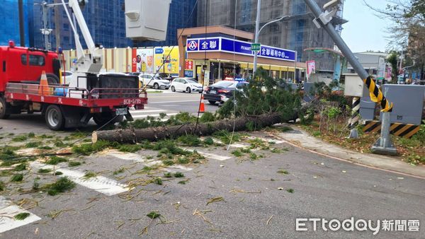 ▲苗栗地方法院南側一顆南洋杉疑不禁強颱吹打倒下，差點砸中行人，市公所緊急清除。（圖／苗栗市公所提供）