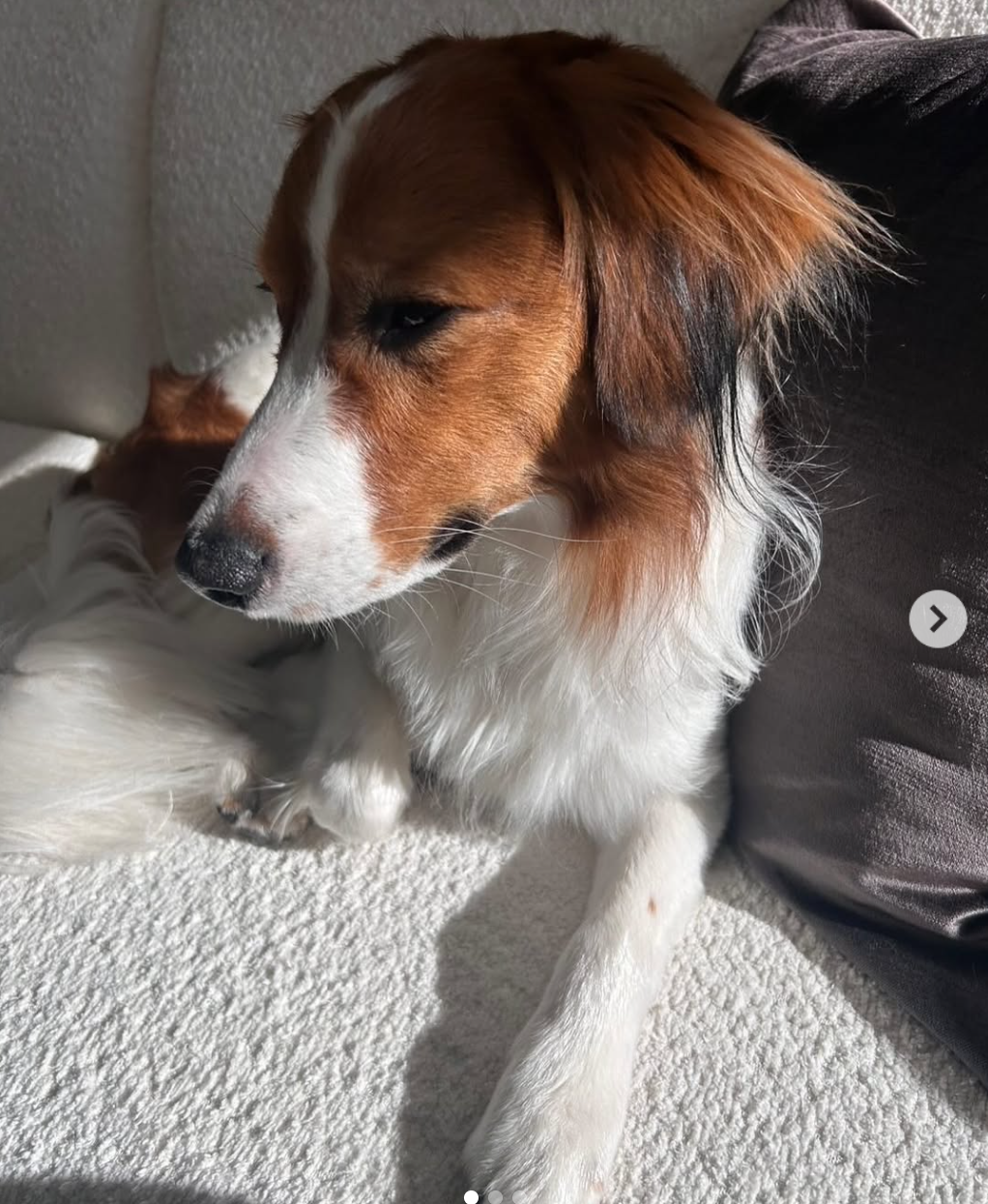 ▲▼大谷翔平更新愛犬彈額頭（Dekopin）的萌照。（圖／翻攝自IG／shoheiohtani）