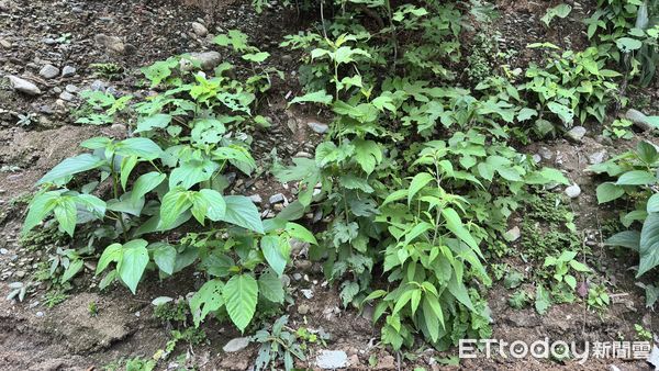 ▲解說志工採集種子。（圖／記者王兆麟翻攝，下同）