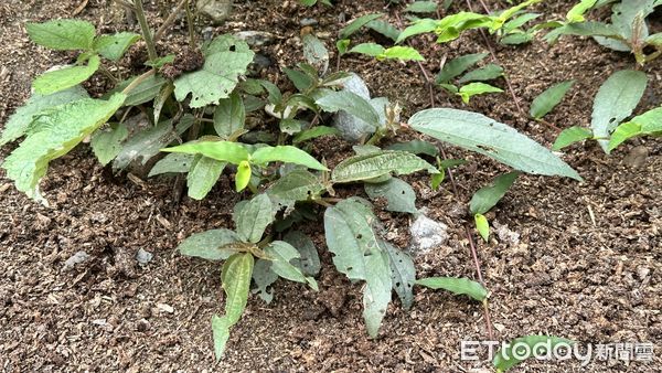 ▲解說志工採集種子。（圖／記者王兆麟翻攝，下同）