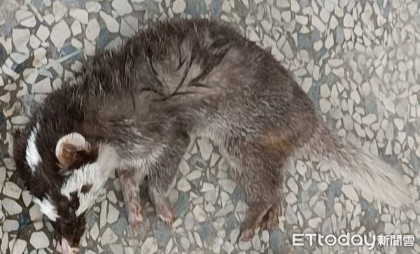▲枋山鄉內獅火車站檢驗出狂犬病陽性鼬獾           。（圖／屏東縣政府提供）