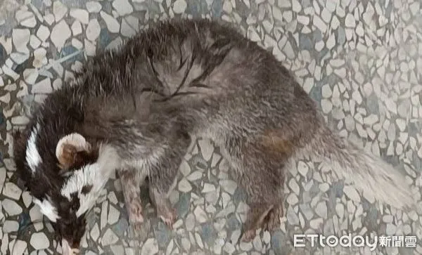 ▲枋山鄉內獅火車站檢驗出狂犬病陽性鼬獾           。（圖／屏東縣政府提供）