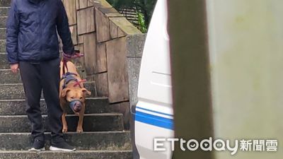 快訊／動保處沒入比特犬現場曝！Lucky拒絕入籠　先戴嘴套防咬人
