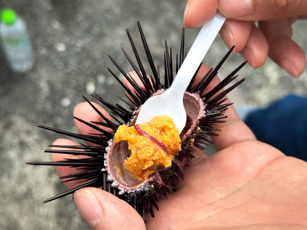 ▲▼[新北貢寮]阿嬤的海味|漁村隱藏版美食~現剖紫海膽超新鮮！極致鮮甜的紫海膽(季節限定)。（圖／部落客viviyu授權提供）