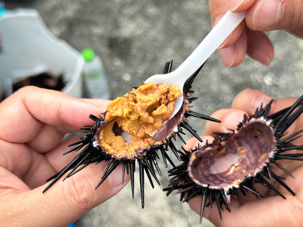 ▲▼[新北貢寮]阿嬤的海味|漁村隱藏版美食~現剖紫海膽超新鮮！極致鮮甜的紫海膽(季節限定)。（圖／部落客viviyu授權提供）