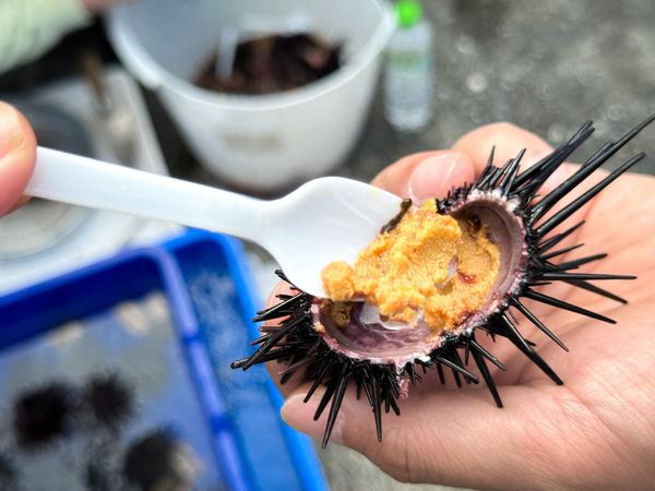 ▲▼[新北貢寮]阿嬤的海味|漁村隱藏版美食~現剖紫海膽超新鮮！極致鮮甜的紫海膽(季節限定)。（圖／部落客viviyu授權提供）
