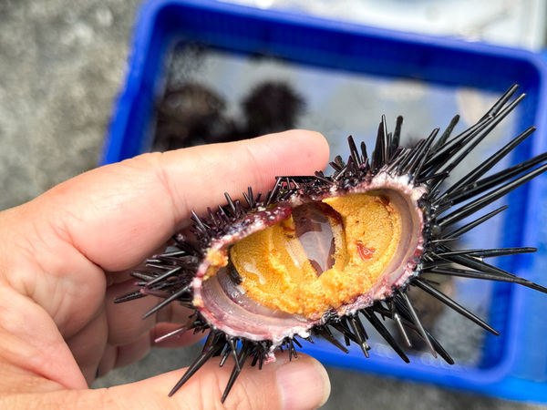 ▲▼[新北貢寮]阿嬤的海味|漁村隱藏版美食~現剖紫海膽超新鮮！極致鮮甜的紫海膽(季節限定)。（圖／部落客viviyu授權提供）