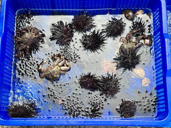 ▲▼[新北貢寮]阿嬤的海味|漁村隱藏版美食~現剖紫海膽超新鮮！極致鮮甜的紫海膽(季節限定)。（圖／部落客viviyu授權提供）