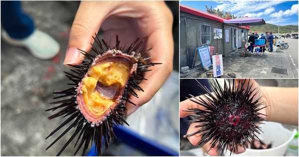▲▼[新北貢寮]阿嬤的海味|漁村隱藏版美食~現剖紫海膽超新鮮！極致鮮甜的紫海膽(季節限定)。（圖／部落客viviyu授權提供）