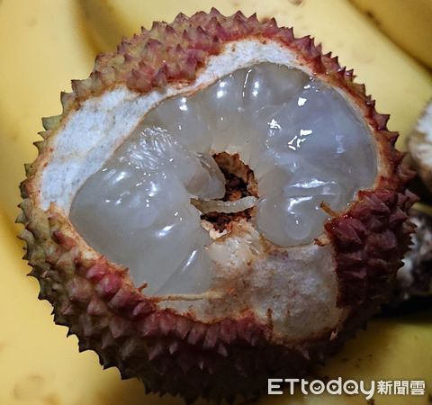 ▲荔枝細蛾危害荔枝             。（圖／高雄區農改場提供）