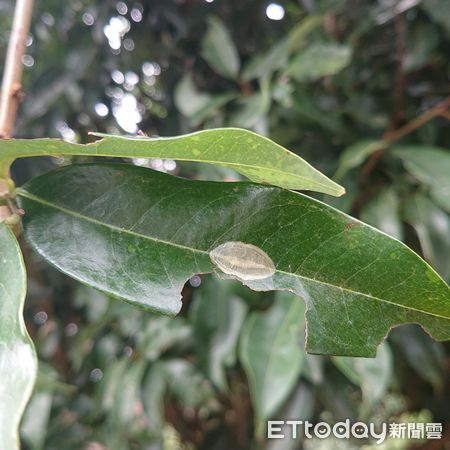 ▲荔枝細蛾危害荔枝             。（圖／高雄區農改場提供）