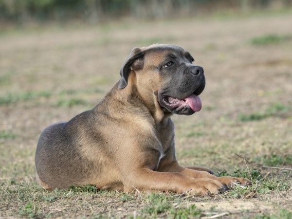 ▲義大利獒犬、美國史大佛夏牛頭犬。（示意圖／達志影像）