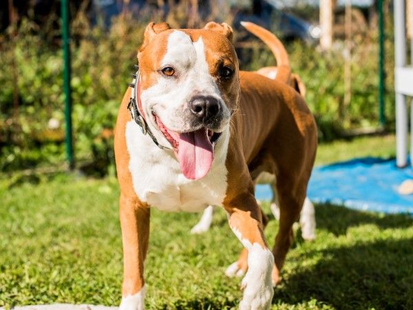 ▲義大利獒犬、美國史大佛夏牛頭犬。（示意圖／達志影像）