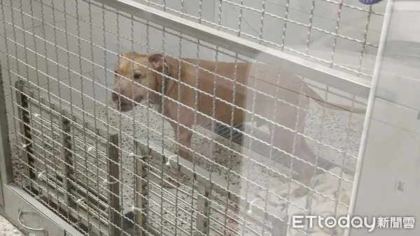 ▲▼咬傷兩人的比特犬。（圖／記者湯興漢攝）