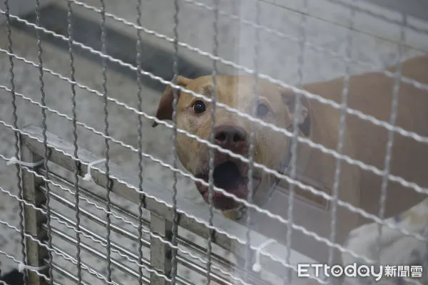 ▲▼咬傷兩人的比特犬。（圖／記者湯興漢攝）