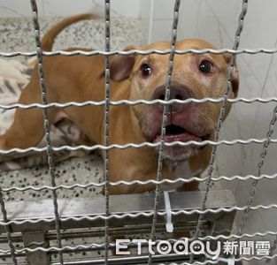 Lucky咬人不是第一次! 社區爆:多年來已讓二住戶血濺中庭