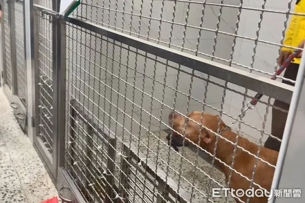 ▲比特犬Lucky「今沒入」籠內哀嚎　訓犬師解項圈後摸頭安撫。（圖／台北市動物保護處）