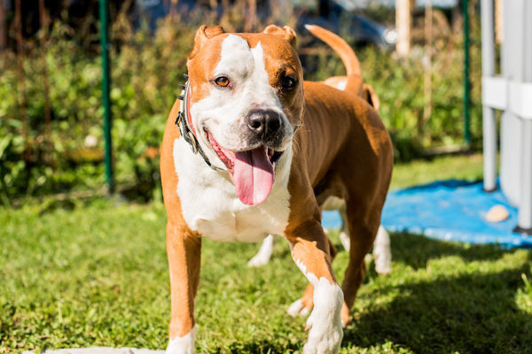 ▲比特犬,pit bull,狗。（示意圖／達志影像）