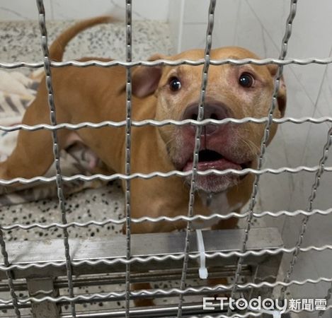 ▲比特犬是否會傷人？　官方、民間都同意：飼主素養是關鍵。（圖／台北市動物保護處）