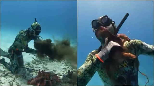 ▲▼ 惹怒章魚！潛水客遭噴墨「八爪纏頸」　他掙扎險死影片曝光           。（圖／翻攝IG）