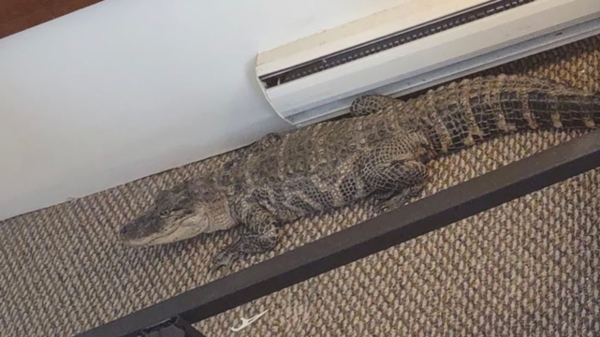 ▲▼床底下驚見「活生生鱷魚」！　摩鐵員工打掃一半嚇歪。（圖／翻攝臉書Michael Conway）