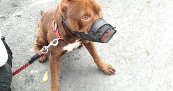 嘉義縣家畜疾病防治所表示，兇猛犬不管年紀大小，出門務必繫繩，且長度不超過1.5m，並配戴透氣口罩。(嘉畜所提供／呂妍庭嘉義傳真)