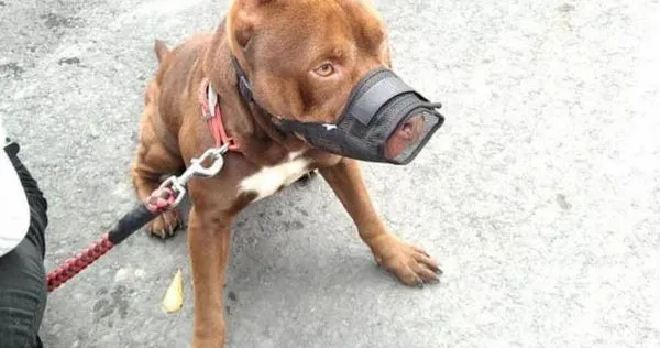 嘉義縣家畜疾病防治所表示，兇猛犬不管年紀大小，出門務必繫繩，且長度不超過1.5m，並配戴透氣口罩。(嘉畜所提供／呂妍庭嘉義傳真)