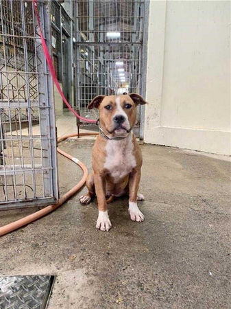 目前嘉縣登記列冊飼主168人，比特犬隻271隻。(嘉畜所提供／呂妍庭嘉義傳真)