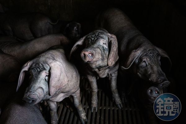 我國向世界動物衛生組織（WOAH）申請「豬瘟非疫國」認定，獲WOAH科學委員會建議「同意」認定。（示意圖，本刊資料照）