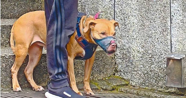 徐姓飼主所飼養的比特犬接連發生2起傷人案件，18日該犬被帶往動保處執行沒入，徐姓飼主目前仍未前往探望與致電關心。（圖／動保處提供）