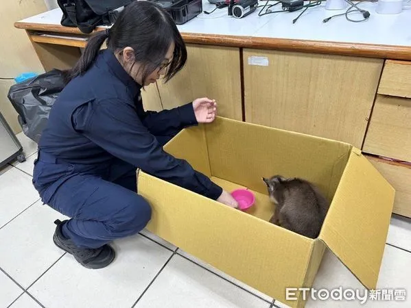 ▲▼   民眾上山賞花拾獲超萌保育動物長鬃山羊幼崽，請竹崎警協助處理  。（圖／竹崎分局提供）