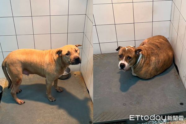 ▲▼全台比特犬「高雄502隻最多」！列管現況曝光　11隻等待認養中。（圖／記者賴文萱翻攝）