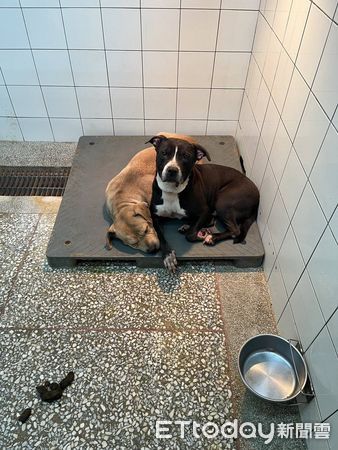 ▲▼全台比特犬「高雄502隻最多」！列管現況曝光　11隻等待認養中。（圖／記者賴文萱翻攝）