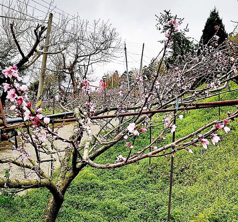 ▲桃園市復興區上巴陵地區昨天降下罕見三月雪，造成上千棵水蜜桃果園受損。（圖／農業局提供）