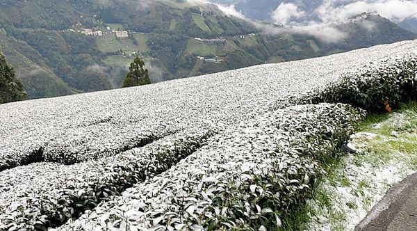 ▲桃園市復興區上巴陵地區昨天降下罕見三月雪，造成逾10公頃茶園受損。（圖／農業局提供）